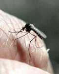 mosquito