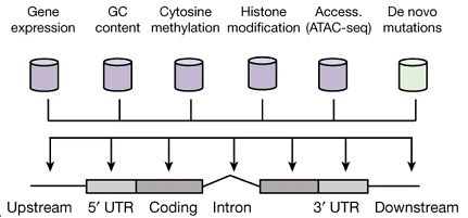 Mutation bias study