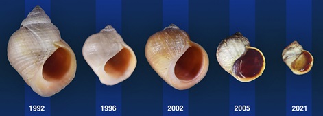 Rapid adaptation: A 30-year field experiment in marine snails