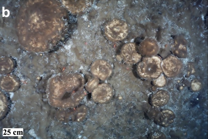 Sponges under the Arctic Ocean