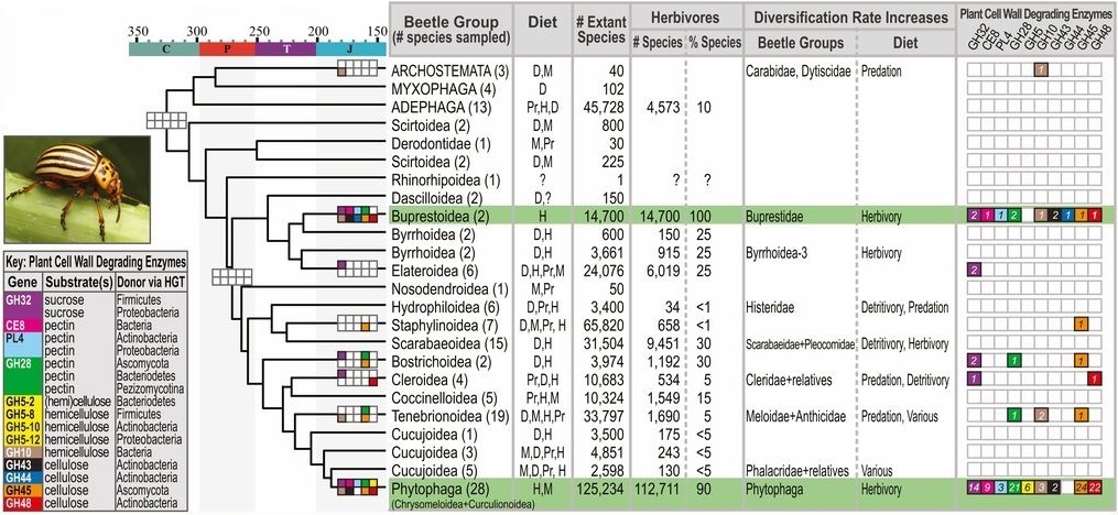 Adaptive radiation of specialized herbivorous beetles after the acquisition of PCWDEs from microbes