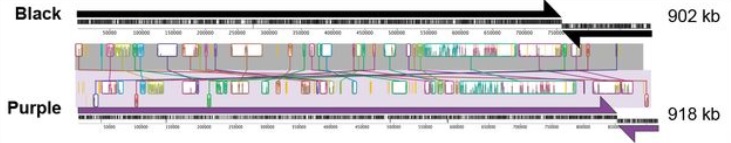 Two borg sequences