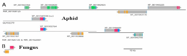 carotenoid biosynthetic genes