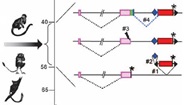 A gene captured from a mobile element fused with another gene to make a new primate gene