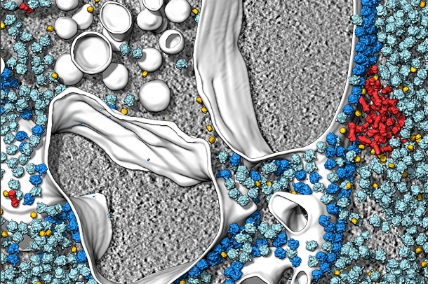 Cryo-electron tomography