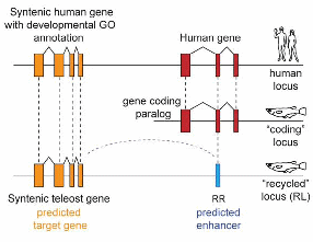 recycled gene