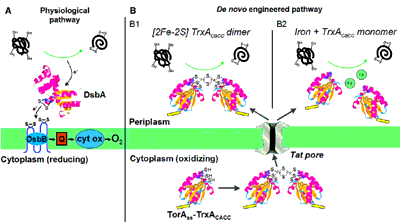 disulfide bond formation pathways