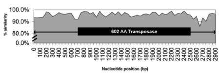 DNA transposon