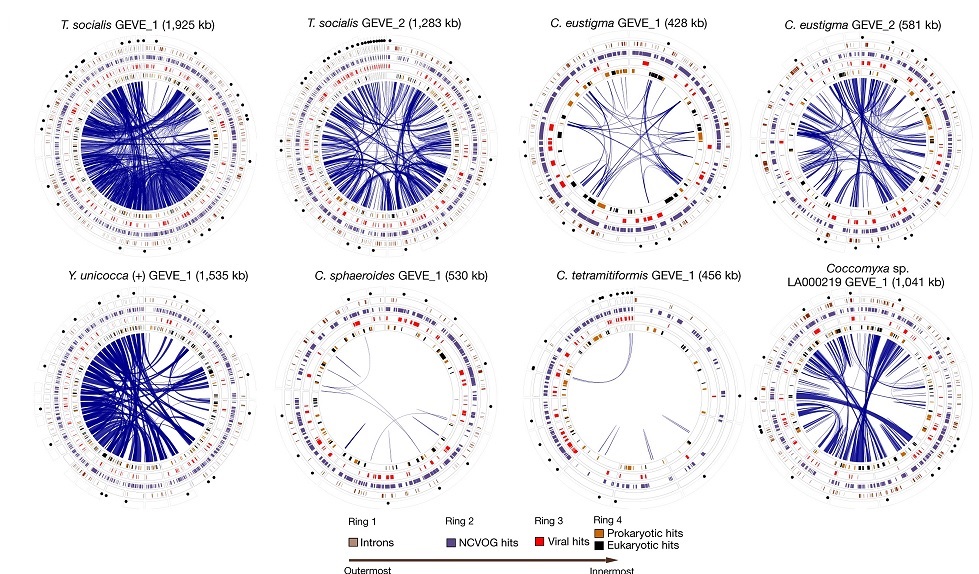 widespread endogenization of NCLDVs in diverse green algae