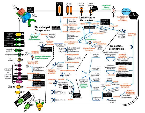 metabolic pathways