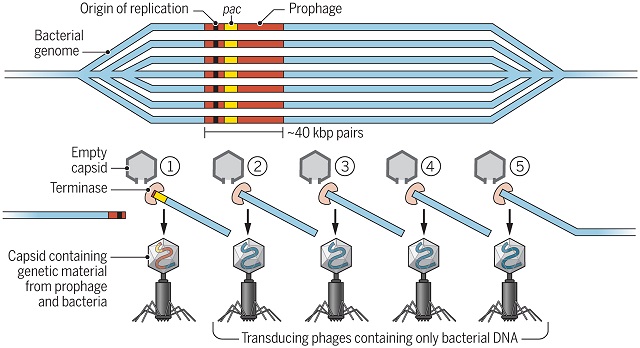 The mechanism of lateral transduction by Kellie Holoski