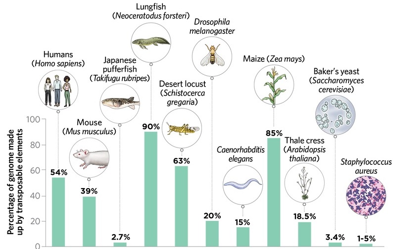 proportions that vary widely, by JULIA MOORE