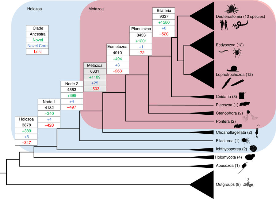 Metazoan novel homology groups