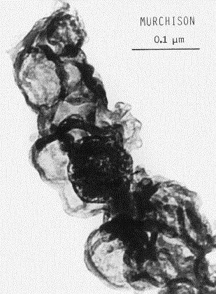 Murchison Microfossils