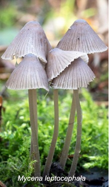 Mycena leptocephala