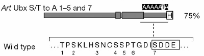 Modified protein sequence