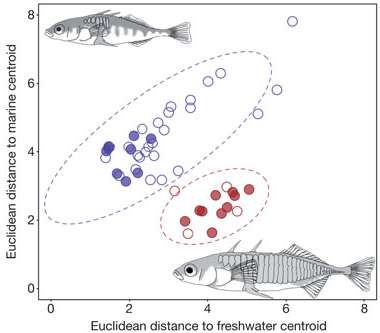 Sticklebacks