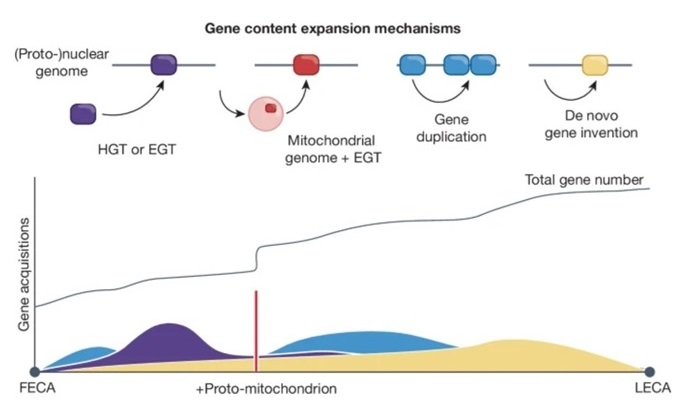 Genomic evolution during eukaryogenesis