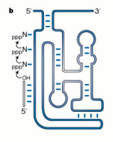 RNA Class I ligase