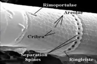 Diatom fossil detail from the Polonnaruwa meteorite