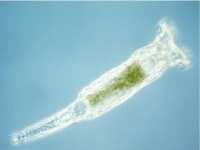 bdelloid rotifer