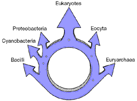 ring tree