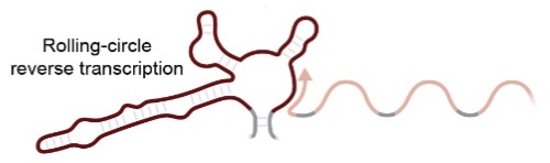 Bacterial reverse transcriptases synthesize extrachromosomal genes via rolling-circle amplification to confer potent antiviral immunity.