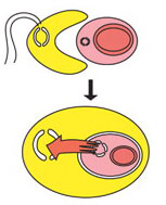 Secondary symbiosis