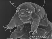 Tardigrade