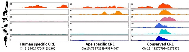 Graph of CREs