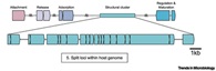 GTAs package host DNA and transfer it throughout the bacterial community.