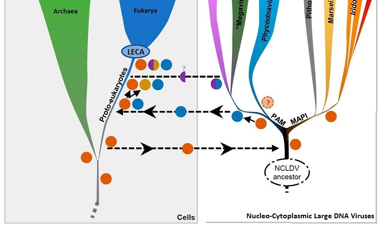 Diversification of eukaryotic dsDNA viruses predated the origin of modern eukaryotes