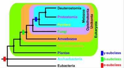 type-3 copper protein tree