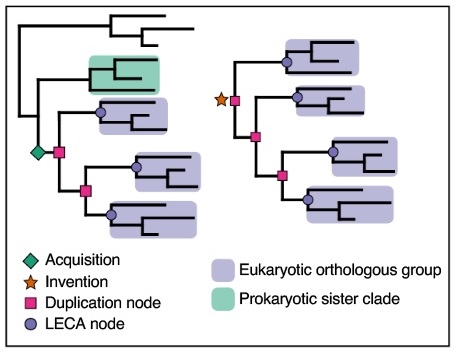 from Julian Vosseberg, Jolien J. E. van Hooff et al., 2020