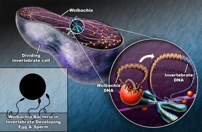 gene transfer