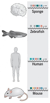 an ancient and conserved, yet flexible, genomic regulatory syntax