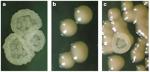 yeast forms