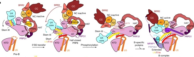 the cross-exon to cross-intron spliceosome switch